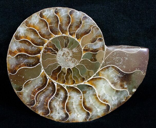 Beautiful Split Ammonite (Half) #5650